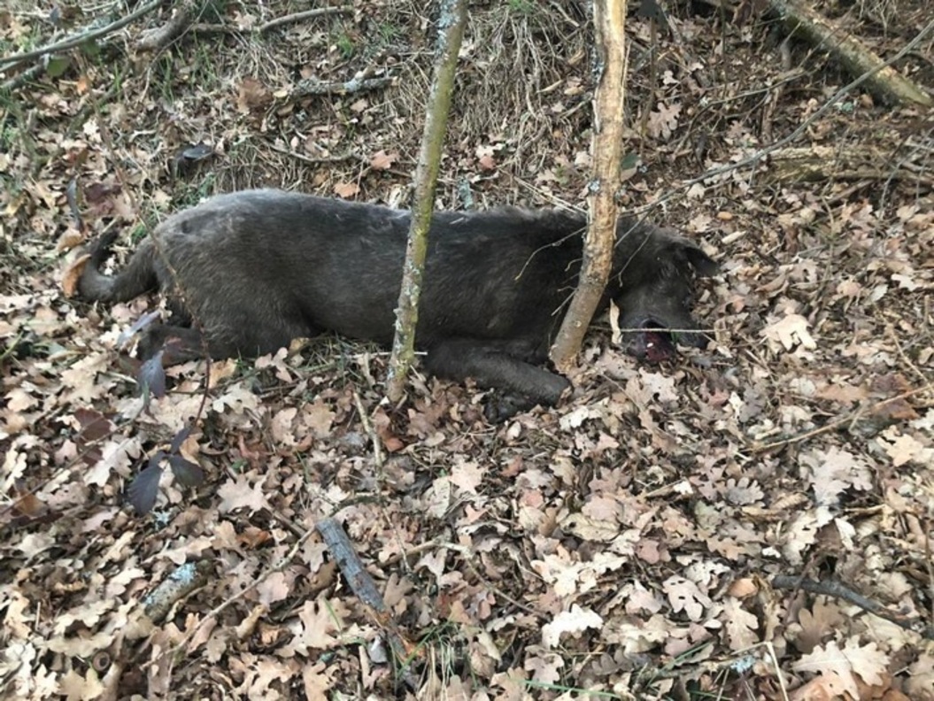 Schriesheim Erneut toter Hund im Wald gefunden mittlerweile vier